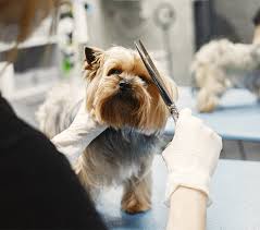 Profissional de grooming a preparar um cão pequeno com tesoura